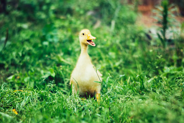 Little yellow duckling on green grass
