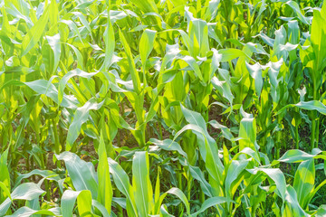 corn field with sun rays