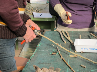 Cutting stems of pinus sylvestris for planting in a plant nursery