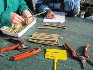 Preparing stems for planting in a plant nursery