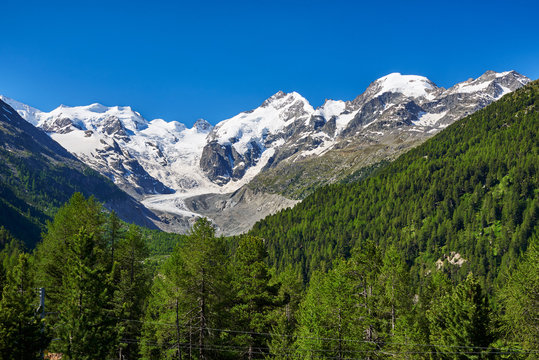 Schneebedeckte Berninagruppe mit Bellavista, Piz Bernina und Piz Morteratsch und Morteratschgletscher, im Vordergrund Wald mit Lerchen, wolkenloser Himmel