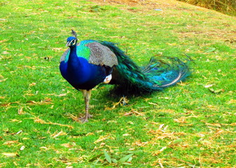 Obraz premium Peacock in a Farm