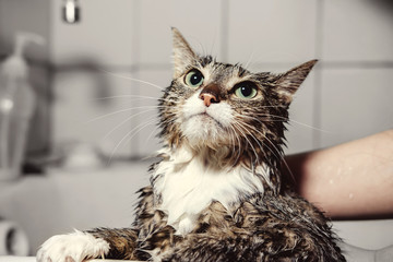 wet cat in bathroom