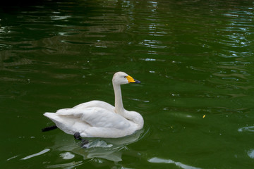 Fototapeta premium White Goose swimming on water in a transparent lake.