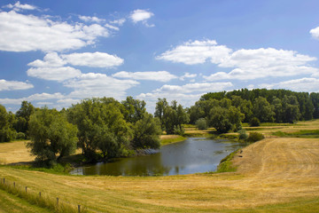 Fototapeta premium floodplains along the Rhine, Netherlands, Gelderland