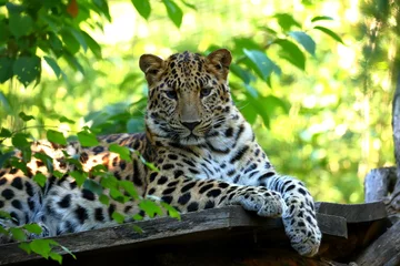 Rolgordijnen Leoparden Panthera pardus beim ausruhen © hecke71