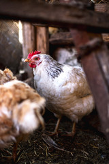 Chickens on the farm. Toned, style, color photo.