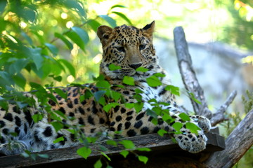 Leoparden Panthera pardus beim ausruhen