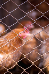 Fototapeta premium Chickens on the farm. Toned, style, color photo.