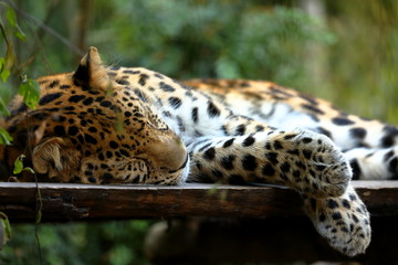 Leoparden Panthera pardus beim ausruhen