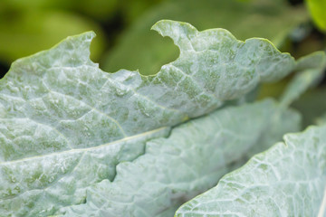 Damaged leaves with holes made by caterpillars of organic heirloom Tuscan Kale edible plant with sturdy leaves growing in a pot with calendula and basil on a balcony, seen on a sunny summer day.	