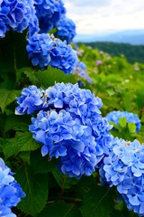 十日町市あじさい公園の紫陽花。十日町　新潟　日本。７月初旬。