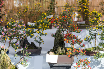 Exposition de bonsaïs en fleurs, Odawara, Japon. Cadre pour le texte.