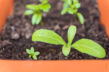 Seedling of an organic heirloom edible Calendula plant growing in a pot near other baby herbs to attract pollinators on a balcony as a part of family urban gardening project on a sunny summer day
