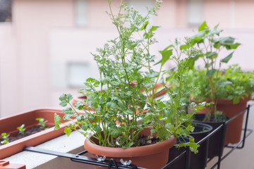 Organic heirloom herbs like cilantro and dill growing in pots on a balcony with other blooming edible plants attracting pollinators as a part of a family urban gardening project