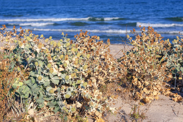 plants on the beach