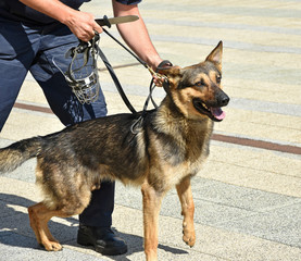 Police officer and his german shepherd dog.