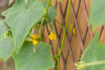 Female cucumber flower becoming a fruit, hanging on an organic healthy Cucumis Sativus plant of a heirloom variety Parisian Pickling Gherkin climbing the trellis and attaching and supporting the stem