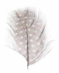 wide feather in light spots on white