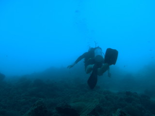 Fototapeta na wymiar Diving the Great Barrier Reef, Australia