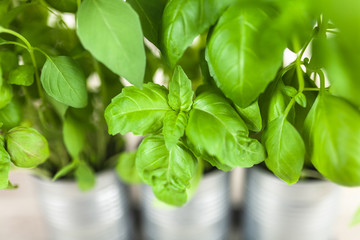 Basil growing in tin cans
