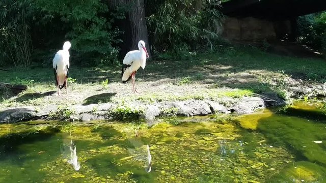 Wundersch&ouml;ne Storche