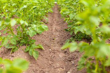 Potato growing in the field