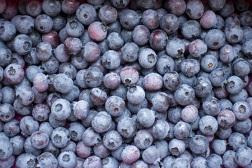 Fototapeta na wymiar Ripe blue blueberry closeup. Berries background