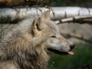 Loup arctique