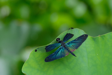 チョウトンボ © STARLESS