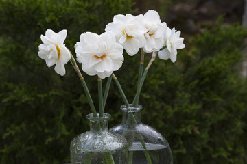 Daffodils in a transparent vase in the garden after the rain