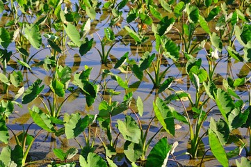Water Arum Field in Hualien, Taiwan