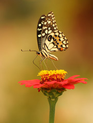 Butterfly with flowers