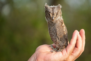 Young European scops owl (Otus scops) sitting on hand