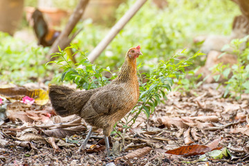 Beautiful Rooster and hen on nature background
