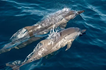 Poster de jardin Dauphin dauphin nageant dans l& 39 océan