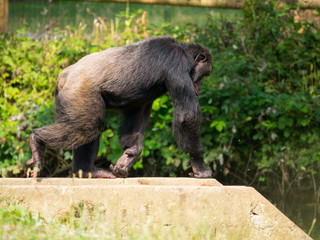Chimpanzé à dos argenté