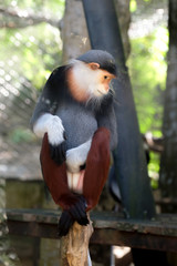 Red-shanked douc wildlife reserve in thailand