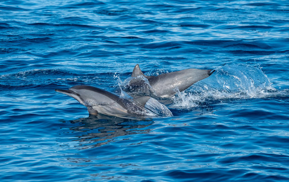 swimming dolphin in the ocean