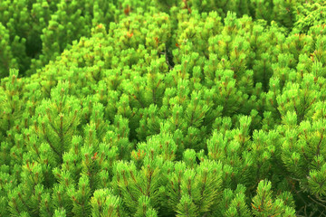 Fototapeta premium green natural organic tree