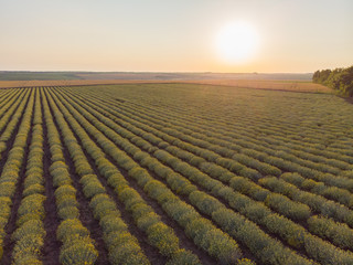 AERIAL view of Beautiful Blooming Curry plant field in rural countryside. Flying above on a field with herb Helichrysum italicum at sunrise.