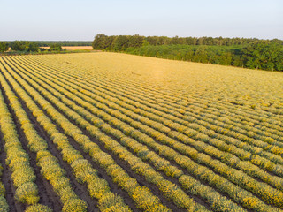 AERIAL view of Beautiful Blooming Curry plant field in rural countryside. Flying above on a field with herb Helichrysum italicum at sunrise.