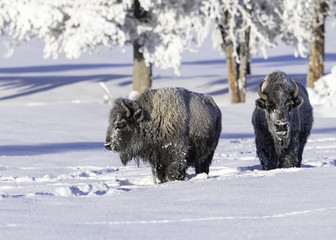 Bison Yellowstone © Tom