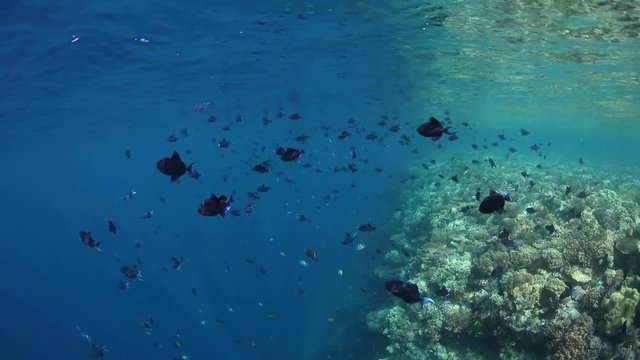 Schooling Redtooth Triggerfish Swim in Wakatobi National Park