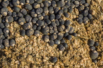 Hay muchos caracoles en la roca marina.
