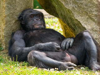 Chimpanz&eacute; &agrave; dos argent&eacute;