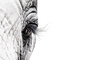 Obraz premium Oko słonia