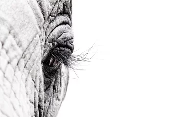 Crédence de cuisine en verre imprimé Éléphant Oeil d& 39 éléphant