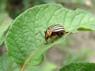 Colorado beetle (Leptinotarsa decemlineata) on potato leaf in summer, close-up. Potato pest