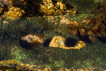 Hay varios erizos entre los corales.
